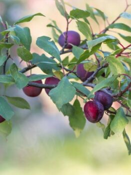 A branch with green leaves and clusters of ripe, red-purple plums hanging against a blurred background.