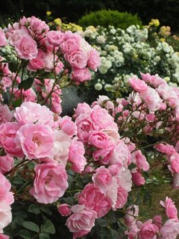 A garden with numerous pink and white rose bushes in full bloom. Green foliage and grass are visible in the background.