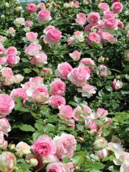 A dense bush covered in numerous pink roses in full bloom.