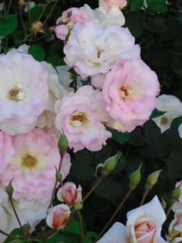 Clusters of white and pink roses bloom amidst dark green foliage. Some buds are partially opened, adding variety to the flower arrangement.