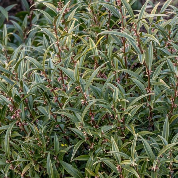 A dense cluster of green shrubs with elongated leaves and small, purple flowers, perfect for forming a Sarcococca 'Sweet Box Hedge'.