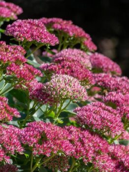 A cluster of vibrant pink Sedum 'Autumn Joy' (Copy) flowers growing outdoors with green foliage and a blurred background.