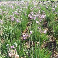 A field with green grass-like plants and light purple flowers blooming abundantly under daylight.