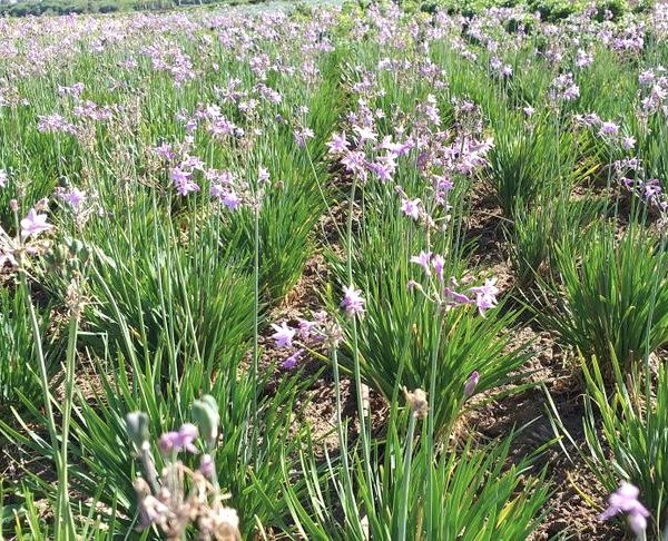 A field with green grass-like plants and light purple flowers blooming abundantly under daylight.