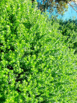 Dense, vibrant green foliage, including Westringia fruticosa 'Flat n Fruity' in a 6" pot, covers the foreground, while a small, partially visible body of water appears at the top right corner of the image.