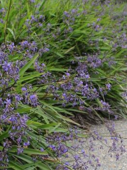 Dense green shrubs with small purple flowers line the edge of a gravel path.