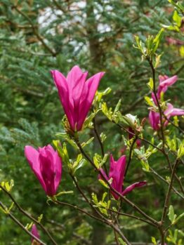 Pink magnolia flowers in bloom on thin branches, surrounded by green foliage.