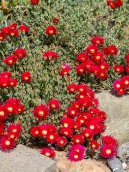 A garden with bright red flowers and green foliage, growing around rocks. Mini Pig Face mesembryanthemum
