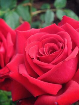 Two vibrant red roses in full bloom with deep green foliage in the background.