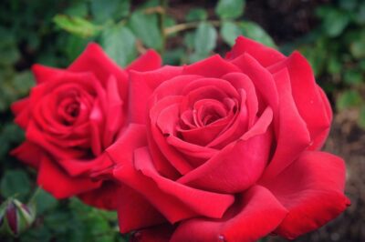 Two vibrant red roses in full bloom with deep green foliage in the background.