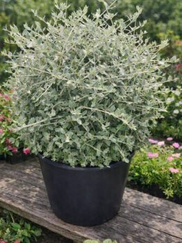 A Corylus 'Crazy Filbert' 24" Pot, with silvery-green foliage in a black plastic pot, sits on a wooden bench among other plants and flowers in the garden.