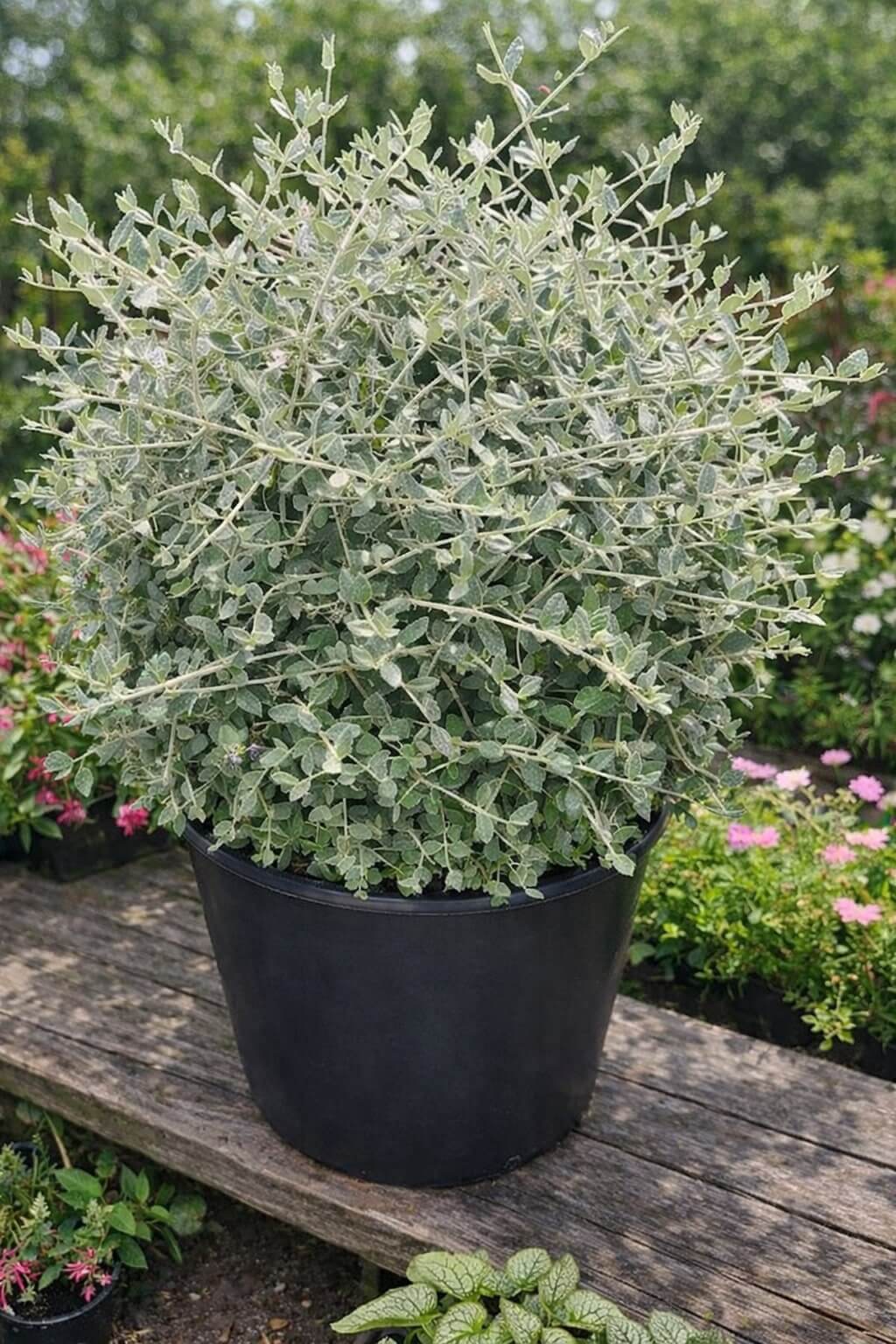 A Corylus 'Crazy Filbert' 24" Pot, with silvery-green foliage in a black plastic pot, sits on a wooden bench among other plants and flowers in the garden.
