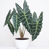 Close-up of an Alocasia plant in a white pot, showcasing its large, dark green leaves with prominent white veins, against a plain background.