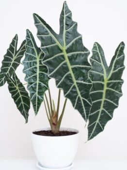 Close-up of an Alocasia plant in a white pot, showcasing its large, dark green leaves with prominent white veins, against a plain background.