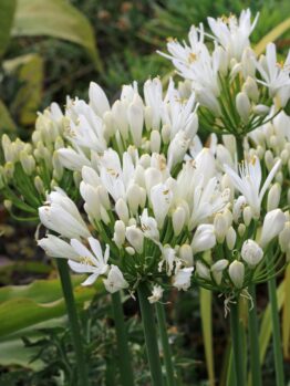 Close-up of white African lily flowers with clusters of buds and blossoms growing on tall green stems amidst green foliage.