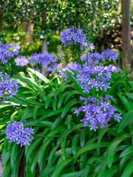 A garden bed of purple Agapanthus flowers in full bloom surrounded by green leaves, set against a backdrop of trees.