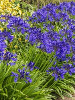 Clusters of vibrant purple agapanthus flowers are in bloom along the edge of a garden pathway, with yellow flowers visible in the background.