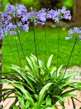 A cluster of purple flowers with long green stems and leaves grows near a stone wall and a brick path, set against a green lawn background.