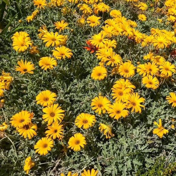 A garden bed featuring Arctotis 'Yellow' in a vibrant 6" pot, surrounded by lush green foliage.