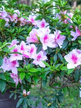 A potted shrub with pink and white flowers blooms among green foliage.