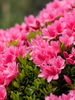 Close-up shot of vibrant pink azalea flowers in full bloom, surrounded by green foliage.