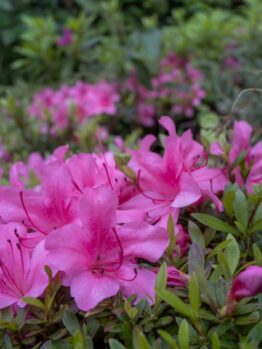 Close-up of vibrant pink azalea flowers surrounded by green foliage.