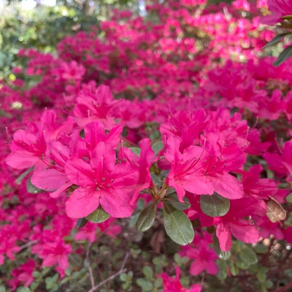 Close-up of vibrant pink azaleas in full bloom, nestled in an Azalea 'Terra Nova' 6" Pot (Copy), with lush green leaves and more azalea flowers in the background.