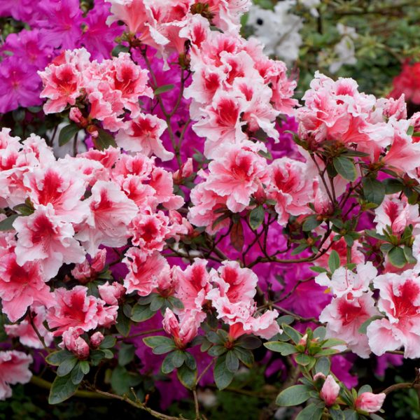A vibrant display of Azalea 'Doctor Dorfmann' flowers in full bloom with green leaves in an 8" pot, accented with a few purple flowers in the background, reminiscent of an exquisite garden.