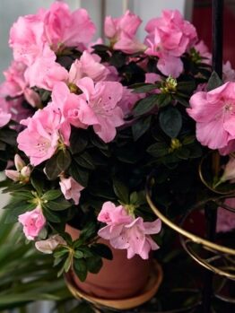 A potted azalea plant with numerous pink flowers is placed among other green foliage.