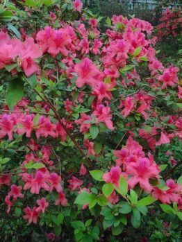 Close-up of a bush with vibrant pink azalea flowers and green leaves, showcasing the dense clusters of blooms.