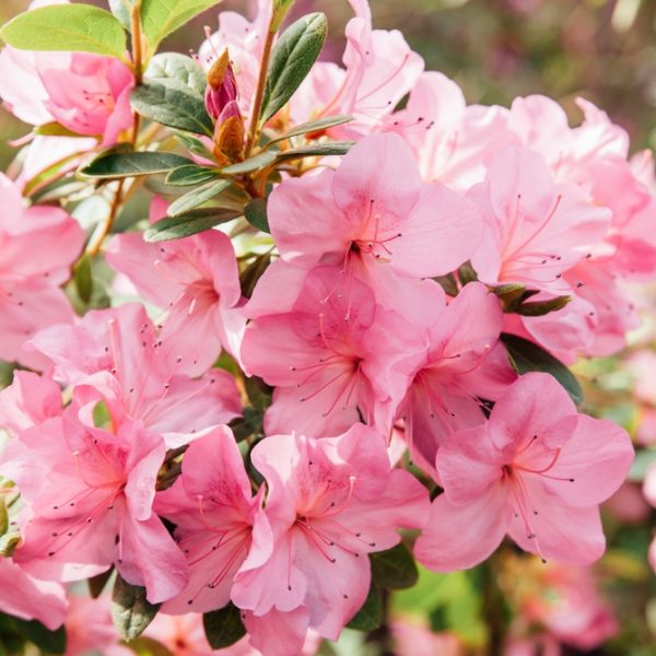 Close-up of a cluster of pink Azalea 'Inga' flowers in full bloom, nestled in a 6" pot and surrounded by green leaves.