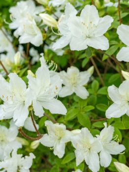 A cluster of white flowers with green leaves in a garden.