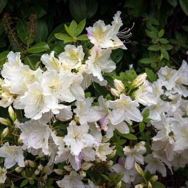Close-up view of a bush with white Azalea 'Helmut Vogel' flowers in full bloom, surrounded by lush green foliage, all thriving beautifully in an Azalea 'Helmut Vogel' 6" Pot (Copy).