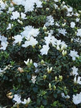 Bush with white flowers and dark green leaves in a garden.