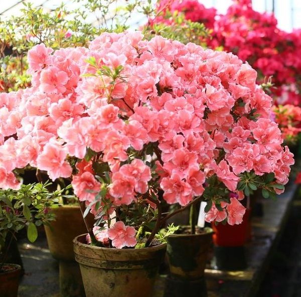 A potted Azalea indica 6" Pot with clusters of light pink flowers is positioned in a greenhouse among various other flowering plants, thriving beautifully.