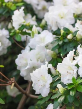 A beautiful cluster of Azalea 'Seikei' flowers in full bloom, nestled in an 8" pot with lush green leaves surrounding them.