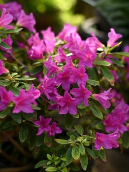 A vibrant bush of pink azalea flowers in full bloom with green leaves.