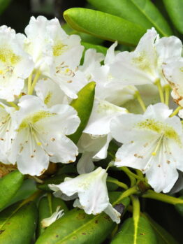 Close-up of white rhododendron flowers with green leaves in the background.