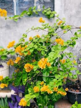 A vibrant Pittosporum 'Perfect Pillar' in a 16" pot, set against a gray wall with a small window above. The lush green leaves and bright orange flowers contrast beautifully with the rough, weathered background.