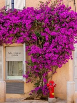 A storefront with a sign "Marchese Gioielli" is adorned with vibrant purple bougainvillea flowers, a red fire hydrant stands in front of it.