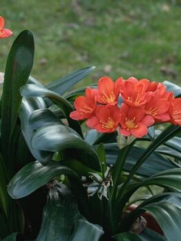 A cluster of orange flowers with long green leaves in an outdoor setting.