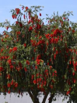 A tree with green foliage and red, brush-like flowers, seen against a blue sky.