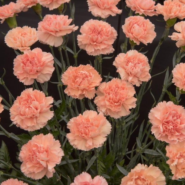 A group of Dianthus 'Pink' carnations bloom gracefully with light pink petals, green stems, and leaves visible against a black background. Perfectly suited for a 6" pot, these vibrant flowers add a touch of elegance wherever placed.