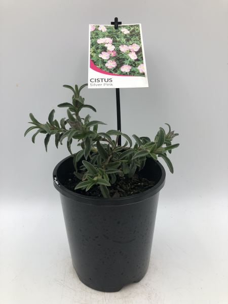 A potted plant labeled "Cistus 'Silver Pink' Rockrose 6" Pot," adorned with a card displaying pink flowers, is situated inside a black plastic pot against a plain white background.