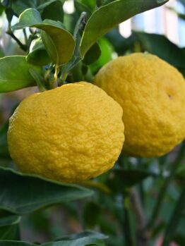 Two Citrus 'Yuzu' Japanese Dwarf Lemons growing on a tree with green leaves in an 8" pot, showcasing the vibrant essence of citrus.