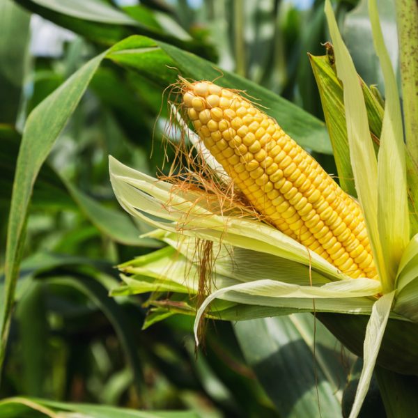 A close-up of a sweet, ripe Corn 'Sweet' cob partially covered by its husk, surrounded by green corn leaves in a 4" pot field.