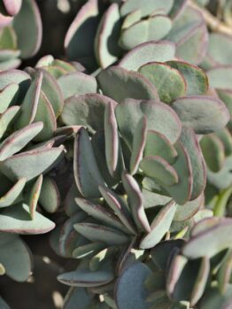 Close-up image of succulent plants with thick, overlapping, pale green leaves edged in a hint of red.