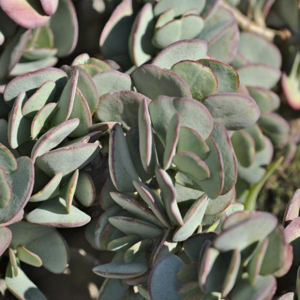 Close-up image of succulent plants with thick, overlapping, pale green leaves edged in a hint of red.