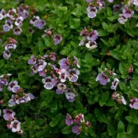 A dense cluster of green foliage adorned with numerous small purple and white flowers in bloom, featuring the charming Diascia 'Piccadilly™ Denim Blue,' all nestled in a 4" pot.