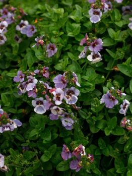 A dense cluster of green foliage adorned with numerous small purple and white flowers in bloom, featuring the charming Diascia 'Piccadilly™ Denim Blue,' all nestled in a 4" pot.
